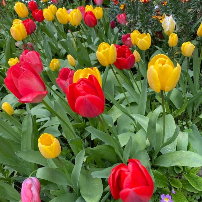 jocelyne-gaudin-psychologue-04